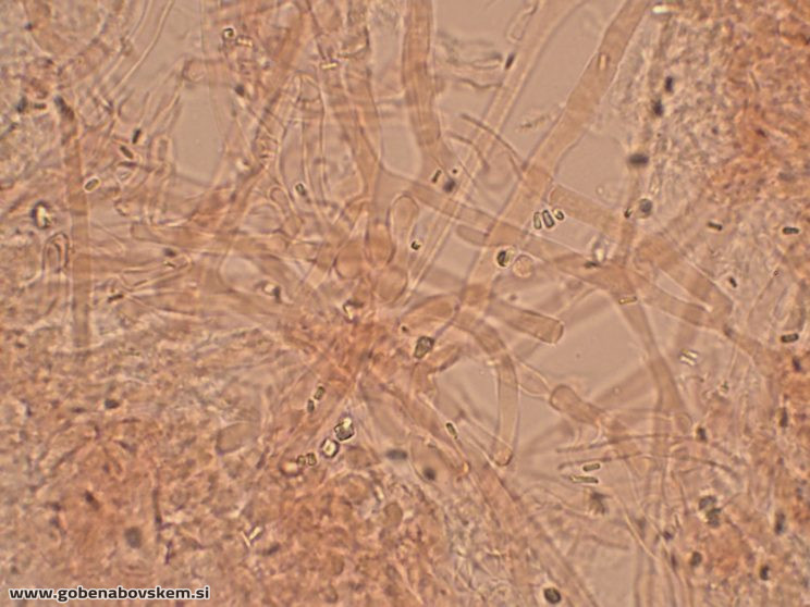 Byssomerulius corium (12)