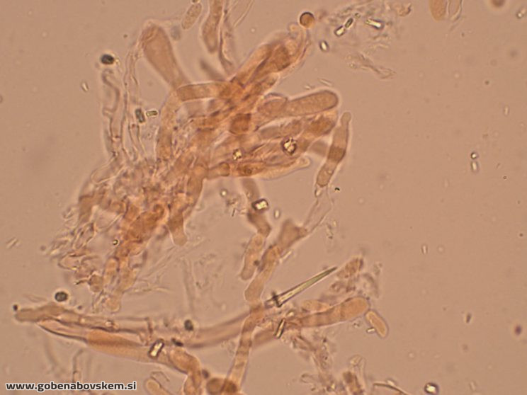 Byssomerulius corium (14)