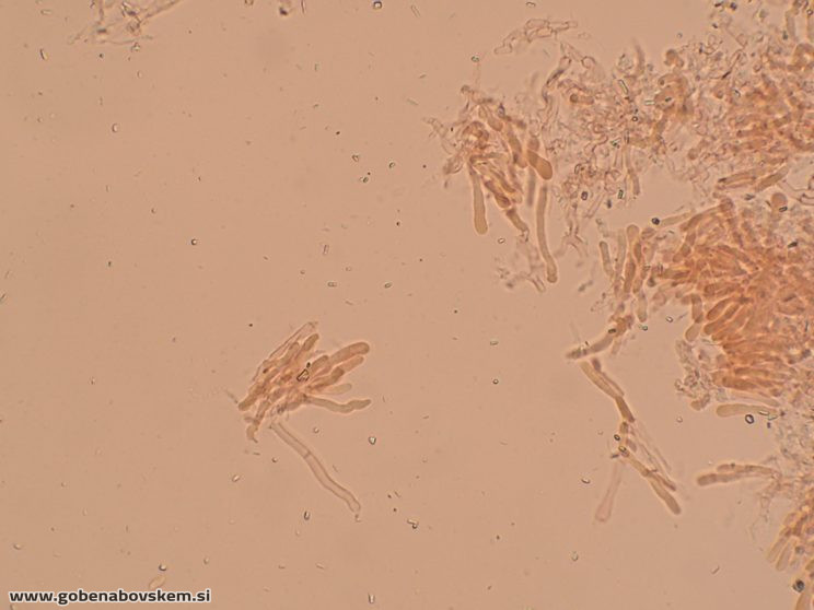 Byssomerulius corium (2)