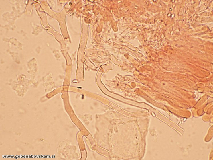Byssomerulius corium (2)