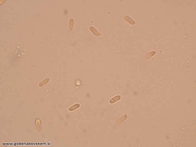 Byssomerulius corium (3)