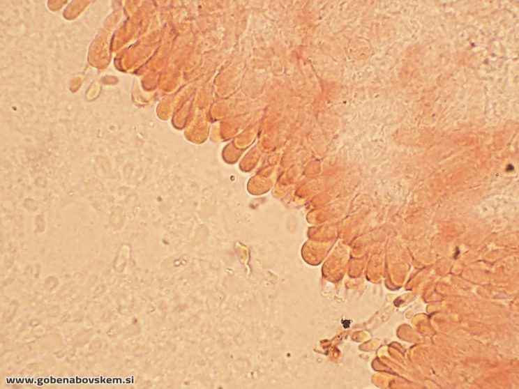 Byssomerulius corium (3)