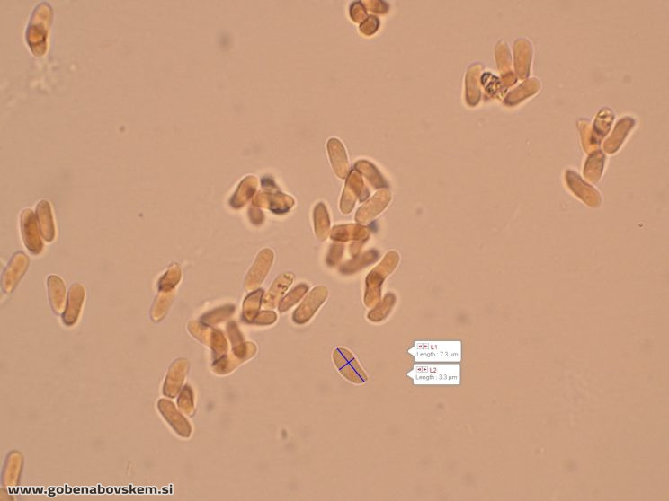 Byssomerulius corium (4)