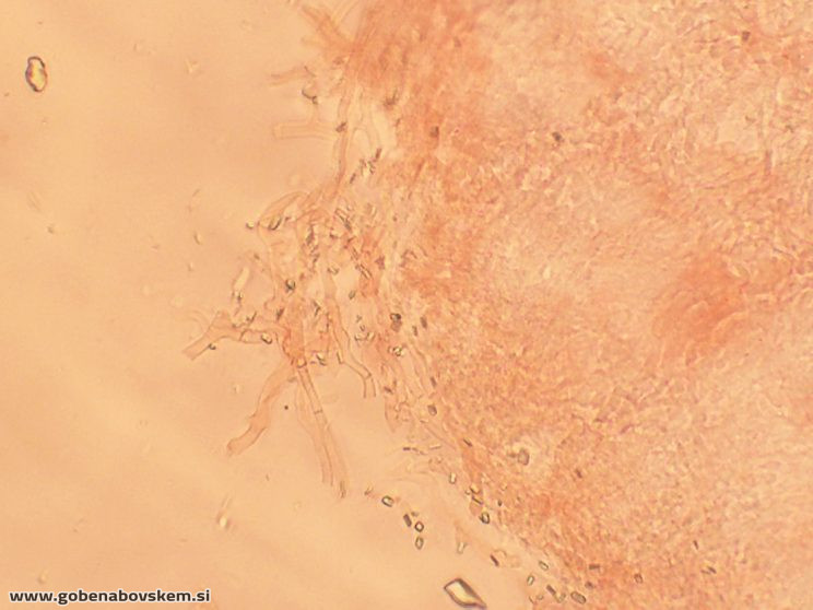 Byssomerulius corium (4)