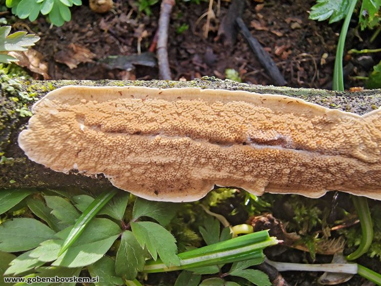 Byssomerulius corium (5)