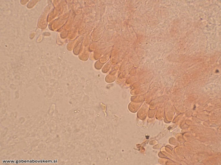 Byssomerulius corium (6)