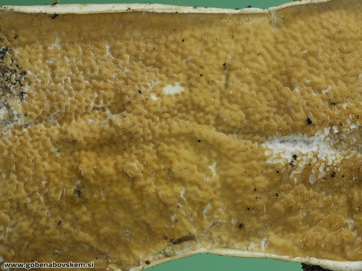 Stacked from 50 images. Method=B (R=8,S=4)