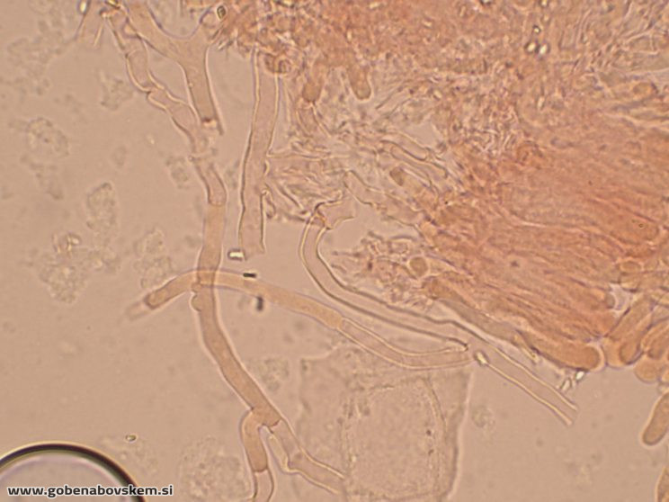 Byssomerulius corium (7)