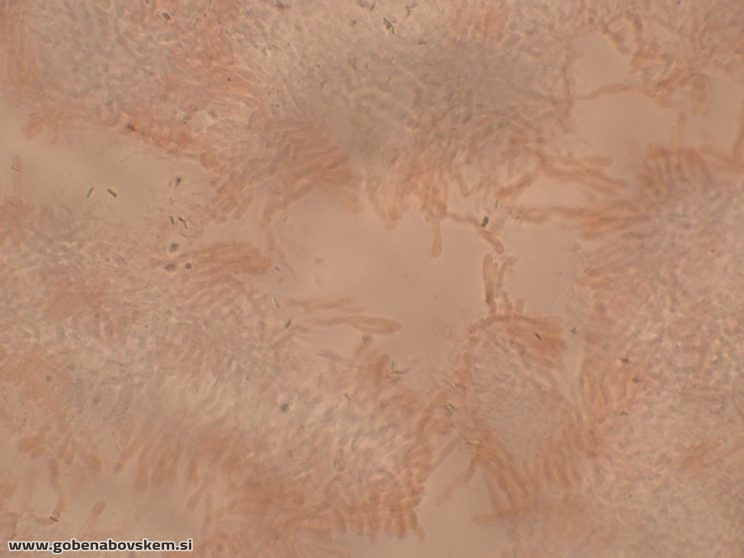 Byssomerulius corium (8)