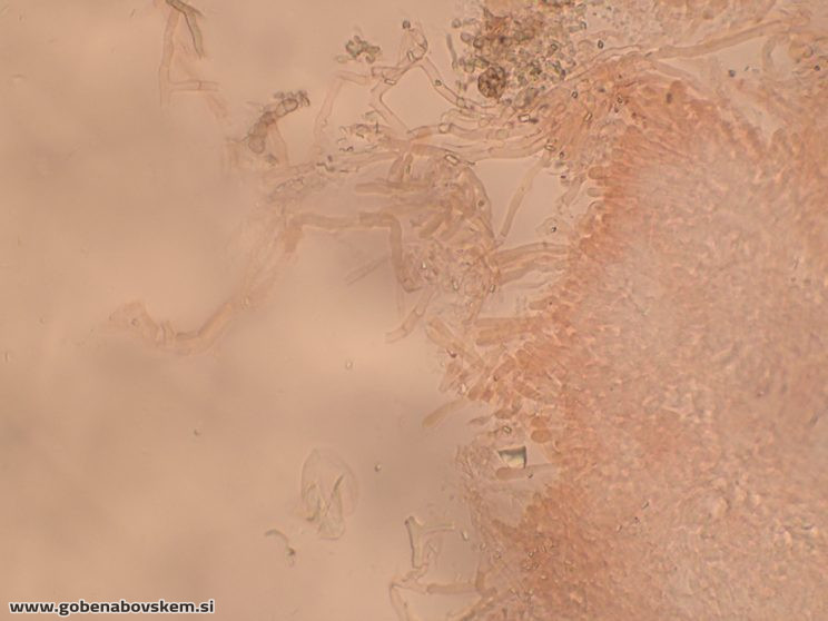 Byssomerulius corium (9)