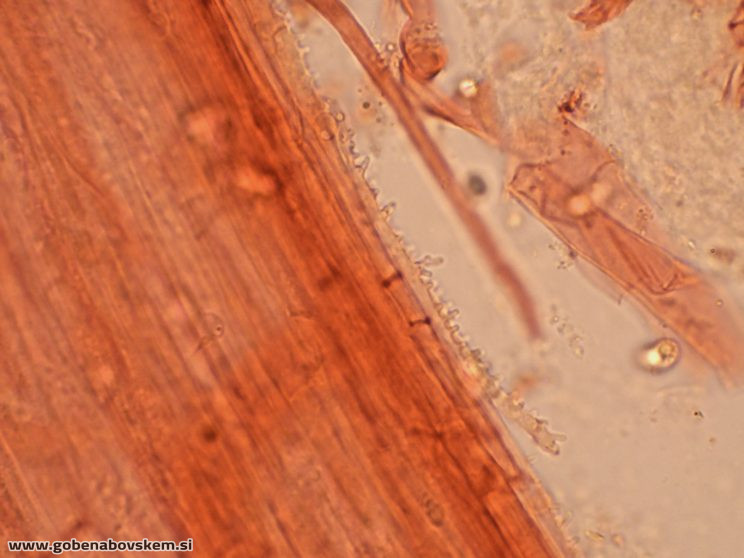 MYCENA CF METATA CHAULO