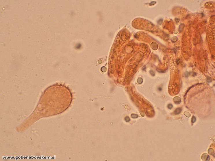 MYCENA CF METATA CHEILO 9 11 GOLF2