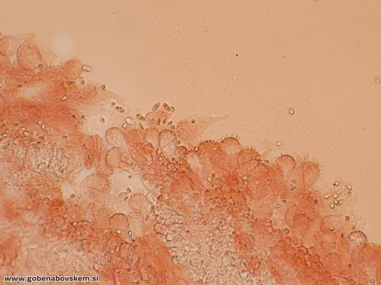 MYCENA CF METATA CHEILO 9 11 GOLF5