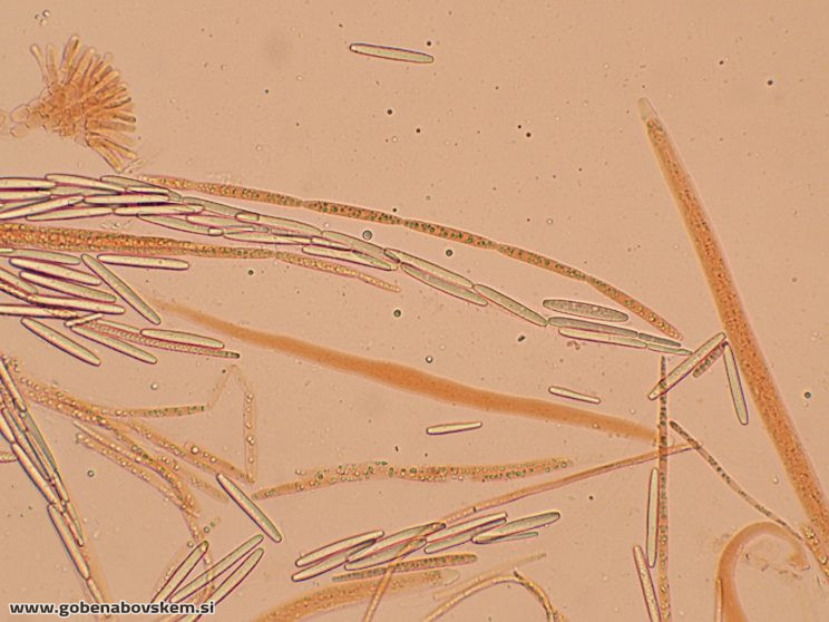 TOLYPOCLADIUM CAPITATA HUMSKI 19 10 26 26
