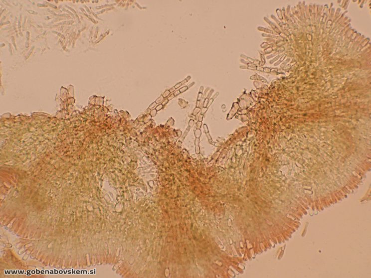 TOLYPOCLADIUM CAPITATA HUMSKI 19 10 26 70