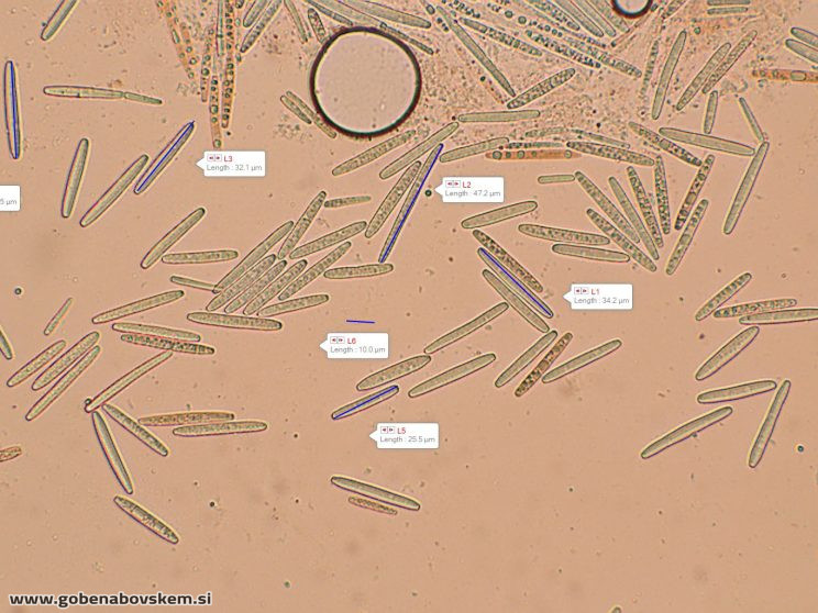 TOLYPOCLADIUM CAPITATA HUMSKI 19 10 26 71