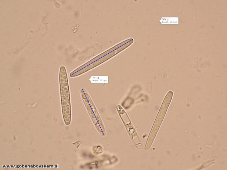 TOLYPOCLADIUM CAPITATA HUMSKI 19 10 26 73