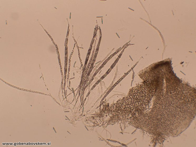 TOLYPOCLADIUM CAPITATA HUMSKI 19 10 26 74
