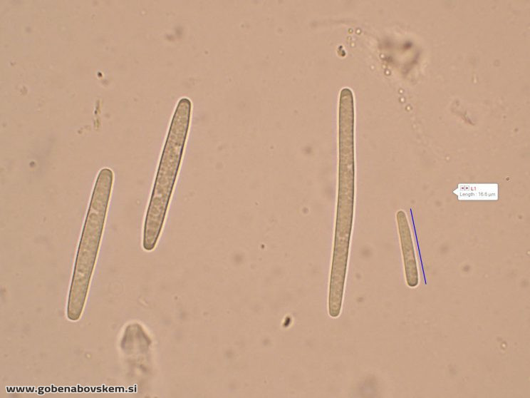 TOLYPOCLADIUM CAPITATA HUMSKI 19 10 26 77