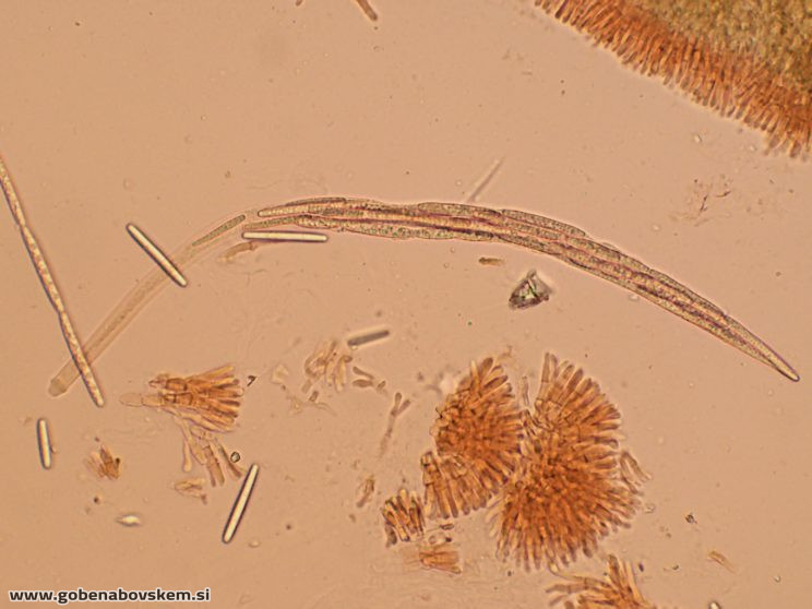 TOLYPOCLADIUM CAPITATA HUMSKI 19 10 26 78