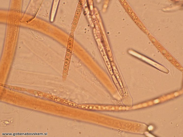 TOLYPOCLADIUM CAPITATA HUMSKI 19 10 26 80