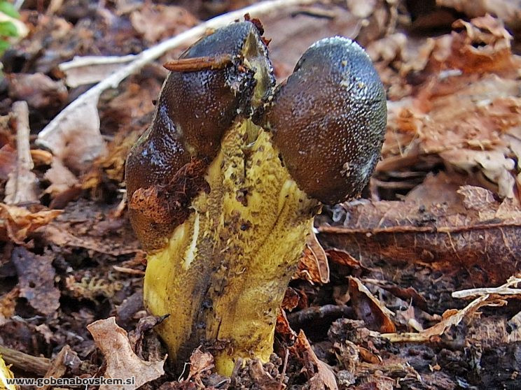 TOLYPOCLADIUM CAPITATUM HUMSKI 19 10 26 2