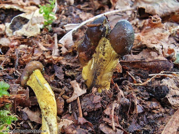 TOLYPOCLADIUM CAPITATUM HUMSKI 19 10 26