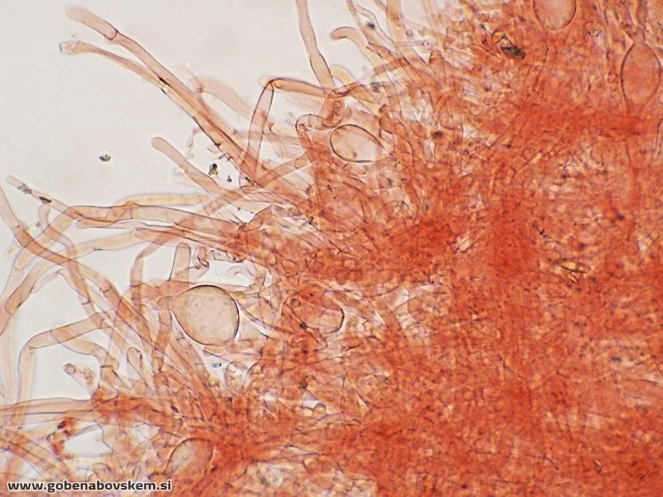 CLITOCYBE PHAEOPHTALMA3