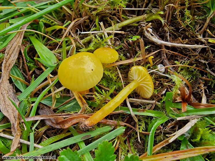 HYGROCYBE CF INSIPIDA