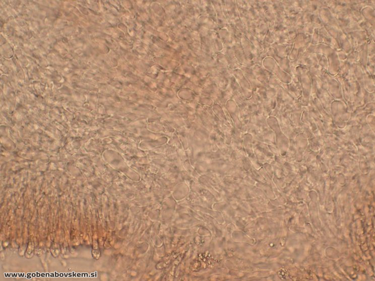 HYGROCYBE CF INSIPIDA10