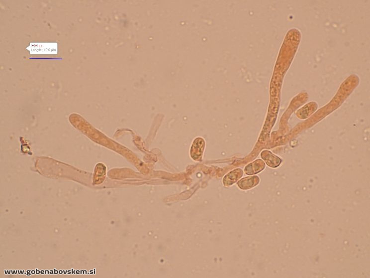 HYGROCYBE CF INSIPIDA12