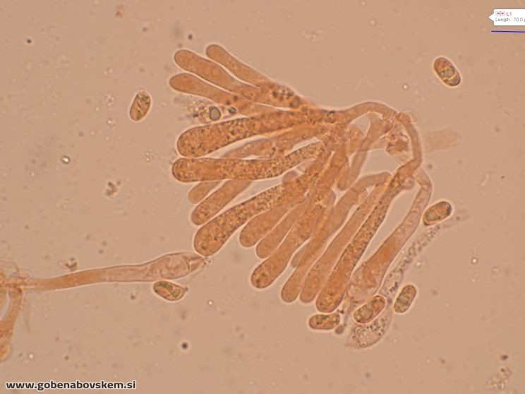 HYGROCYBE CF INSIPIDA13