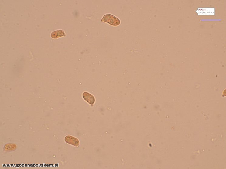 HYGROCYBE CF INSIPIDA14