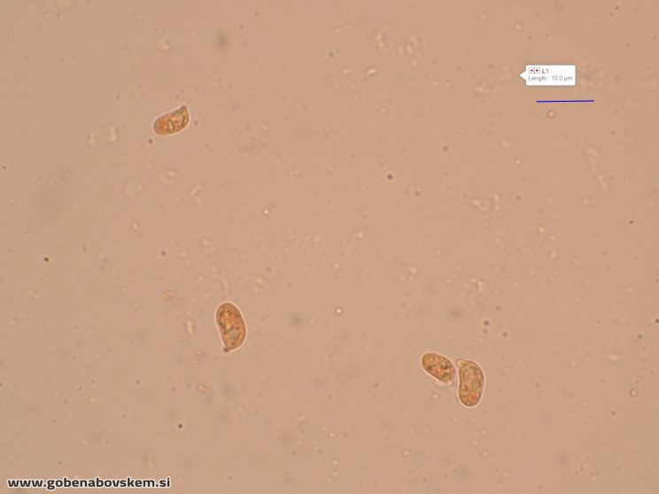 HYGROCYBE CF INSIPIDA15