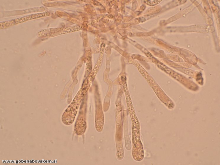 HYGROCYBE CF INSIPIDA16