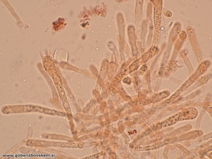 HYGROCYBE CF INSIPIDA17