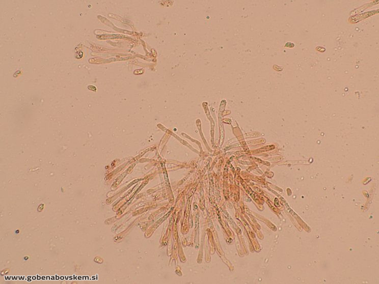 HYGROCYBE CF INSIPIDA18