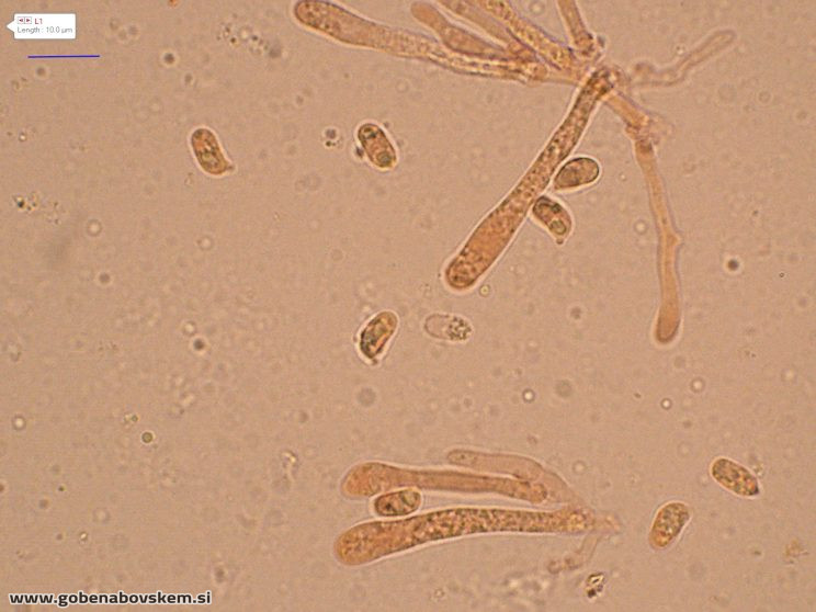 HYGROCYBE CF INSIPIDA19