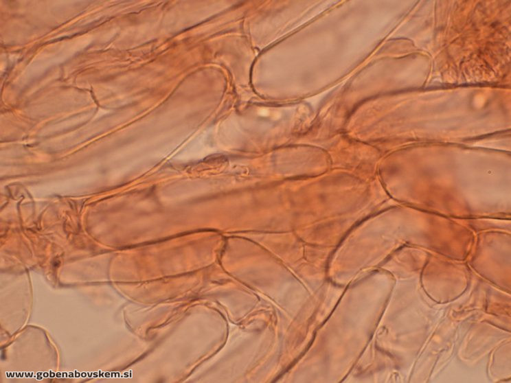 HYGROCYBE CF INSIPIDA2