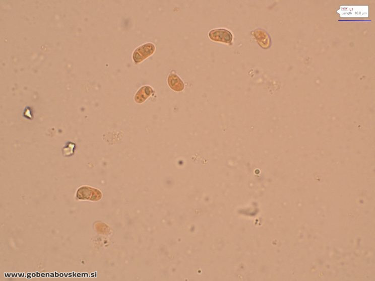 HYGROCYBE CF INSIPIDA20