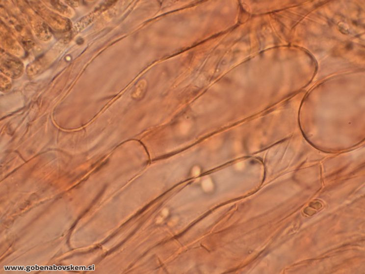 HYGROCYBE CF INSIPIDA3