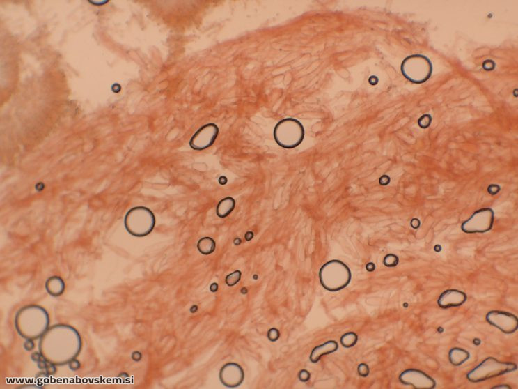 HYGROCYBE CF INSIPIDA4