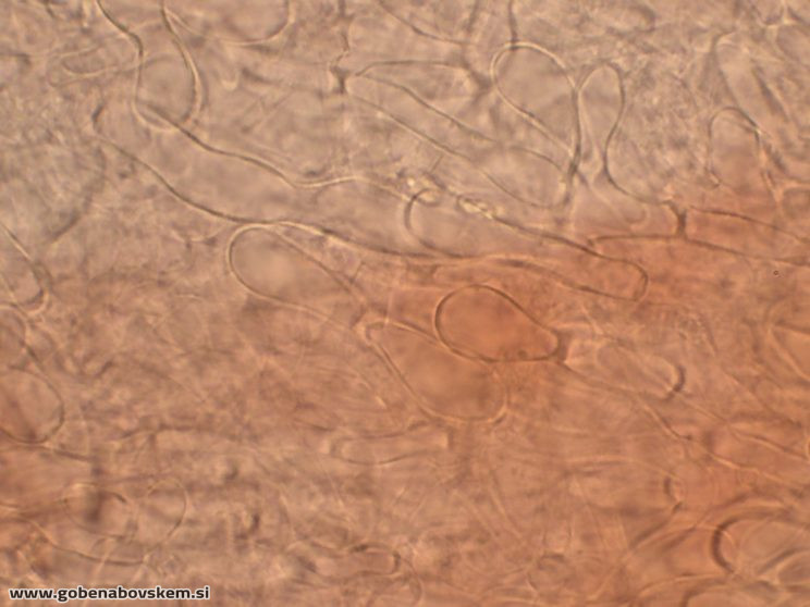 HYGROCYBE CF INSIPIDA5