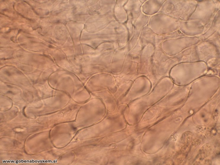 HYGROCYBE CF INSIPIDA6