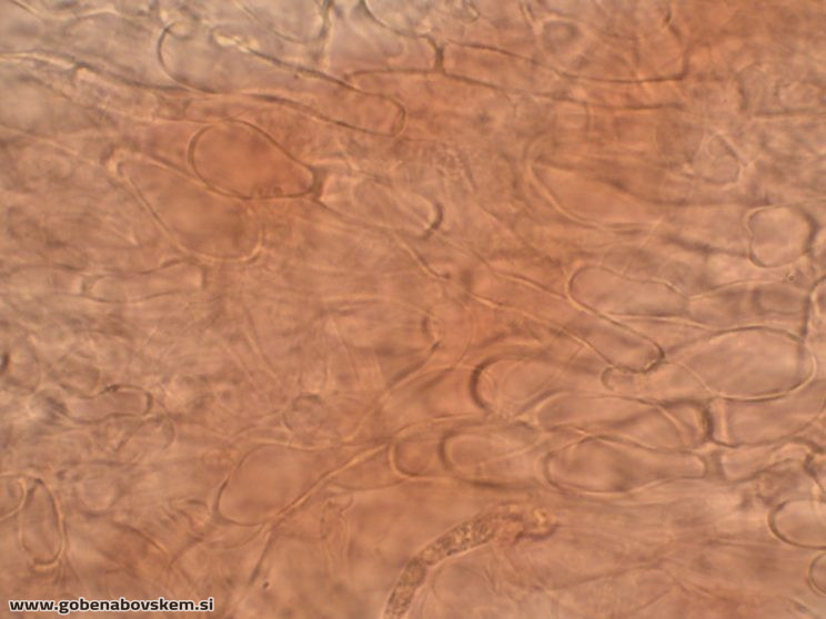 HYGROCYBE CF INSIPIDA7