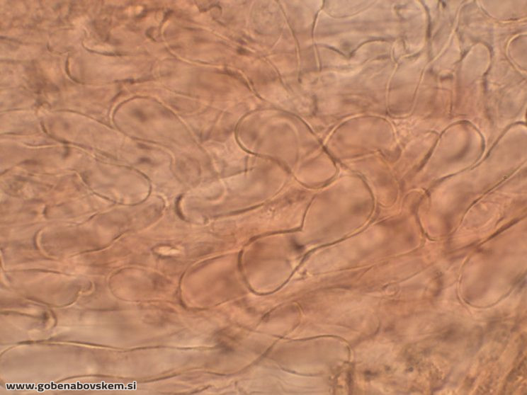 HYGROCYBE CF INSIPIDA8