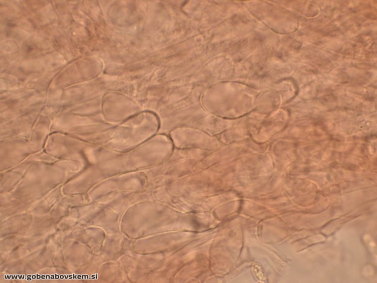 HYGROCYBE CF INSIPIDA9