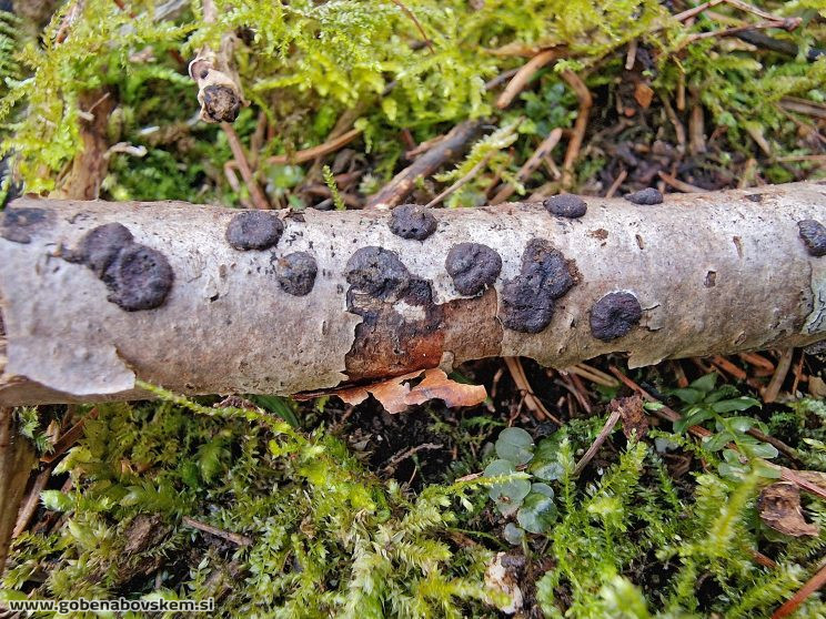 HYPOXILON FUSCUM (1)