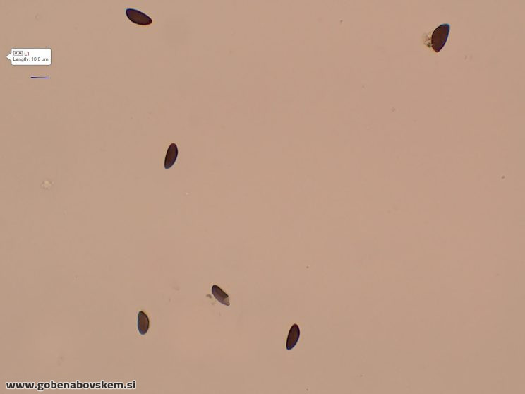 HYPOXYLON FUSCUM (3)