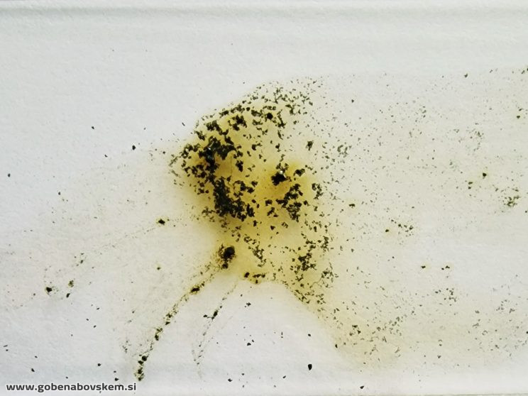 HYPOXYLON FUSCUM (4)